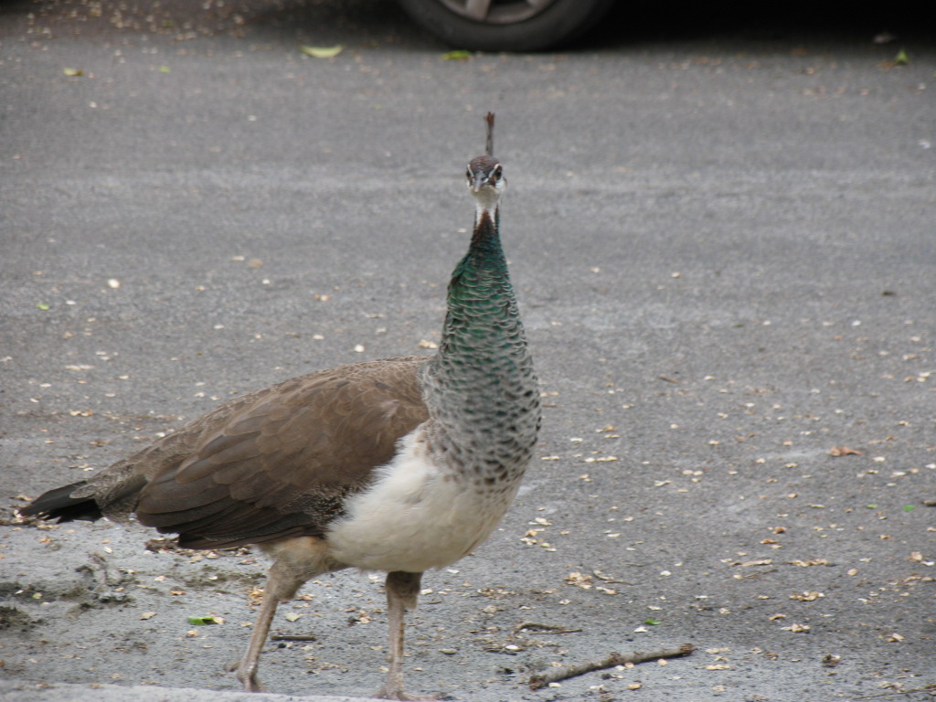 stranezze in citt�...